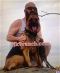 classified ad